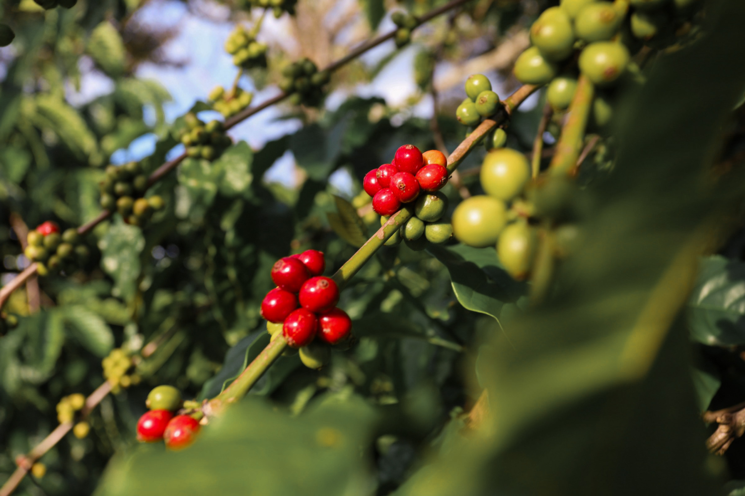 Bemor -  Khát khao nâng tầm cafe Việt trên bản đồ thế giới