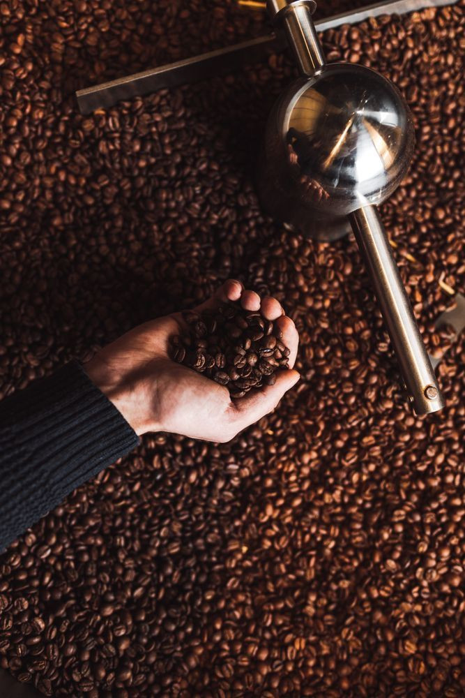 Câu chuyện về Robusta